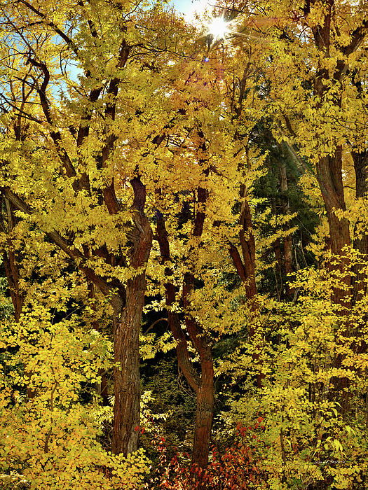 Brilliant Forest Photograph