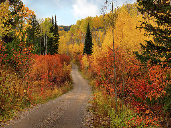 Country Road in Autumn Photograph